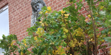 Billede fra skolegården - Viby Skole